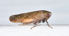 Paraphlepsius continuus