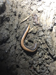 Californiulus