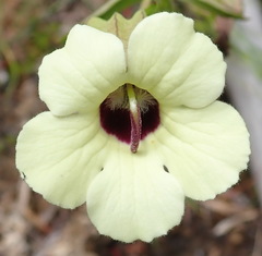 Melasma scabrum scabrum