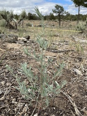 Chenopodium leptophyllum