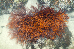 Halymenia durvillei