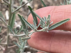 Chenopodium leptophyllum