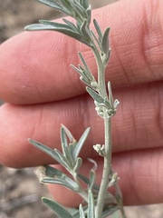 Chenopodium leptophyllum