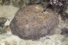 Fimbriaphyllia ancora