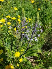 Scilla hyacinthoides