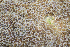 Fimbriaphyllia ancora