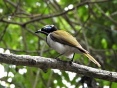 Entomyzon cyanotis