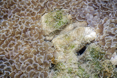 Fimbriaphyllia ancora