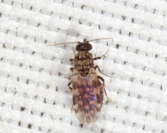 Culicoides