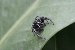 Paraphidippus aurantius