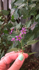 Solanum dulcamara