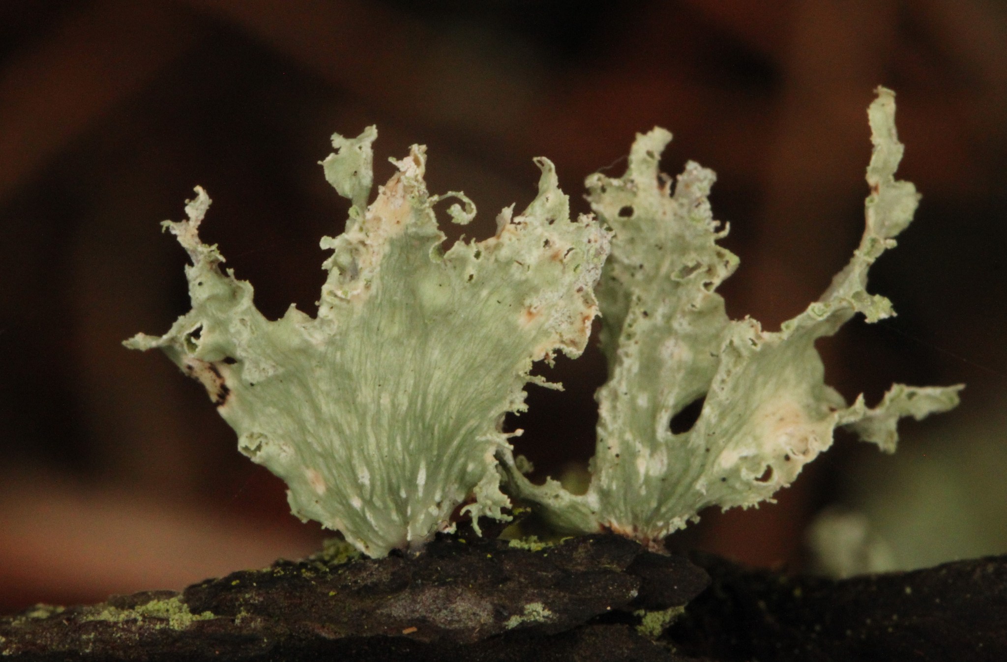 Ramalina canariensis image
