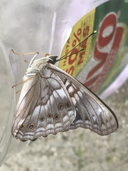 Asterocampa idyja argus