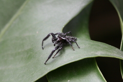 Paraphidippus aurantius