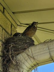 Turdus migratorius