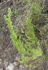 Cliffortia paucistaminea australis