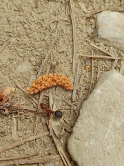 Formica truncorum