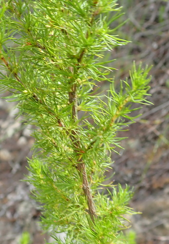 Image of Cliffortia paucistaminea by (c) Nicola van Berkel, some rights reserved (CC BY-SA)