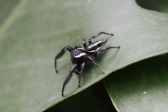 Paraphidippus aurantius