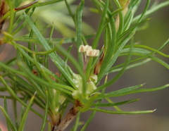 Cliffortia paucistaminea australis