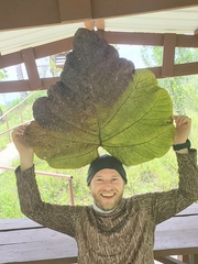 Coccoloba pubescens