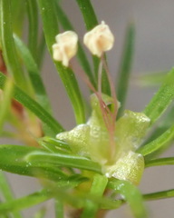 Cliffortia paucistaminea australis