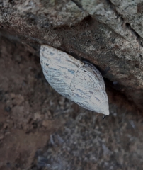 Plectostylus coquimbensis