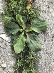 Plantago major