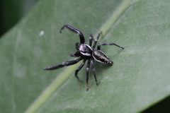 Paraphidippus aurantius