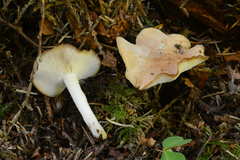 Gerhardtia