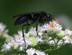 Pepsis menechma elegans