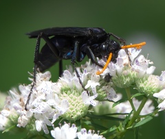 Pepsis menechma elegans
