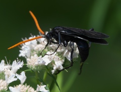 Pepsis menechma elegans