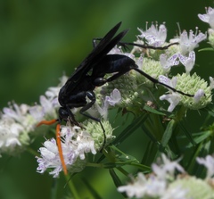 Pepsis menechma elegans