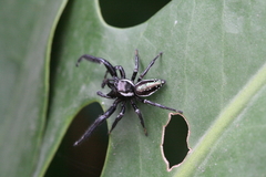 Paraphidippus aurantius