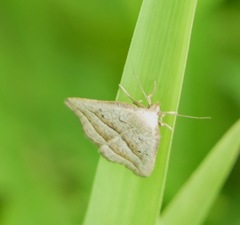 Macrochilo absorptalis
