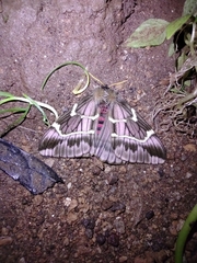 Paradirphia rudloffi