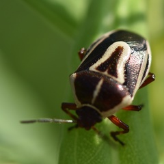 Perillus circumcinctus