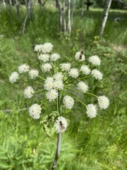 Angelica capitellata