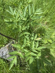 Angelica capitellata