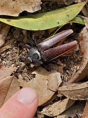 Solenoptera
