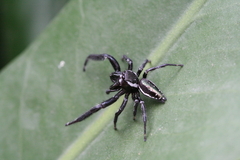 Paraphidippus aurantius