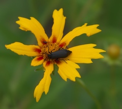 Epicauta atrata