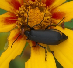 Epicauta atrata
