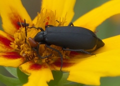 Epicauta atrata