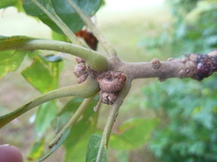 Callirhytis subcostata