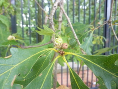 Callirhytis glandulus