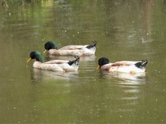 Anas platyrhynchos domesticus