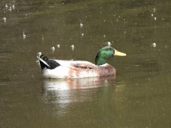 Anas platyrhynchos domesticus