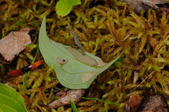 Coleophora cornella